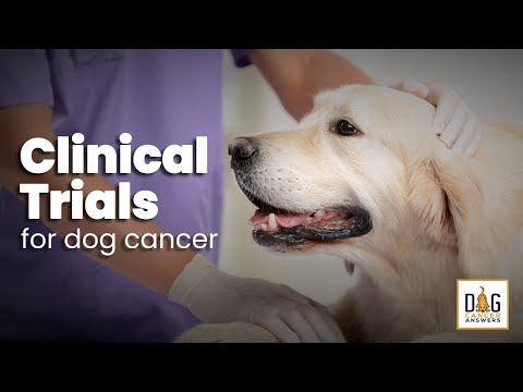 वीडियो: कैंसर वाले पालतू जानवरों के लिए नैदानिक परीक्षण विकल्प Options