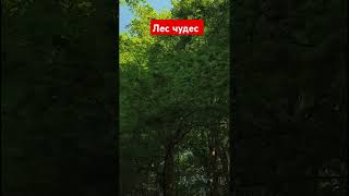 Лес чудес.