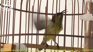 Download Lagu Nhanh Căng Lửa  Hút Mật 5 Màu Chuyền Chơi Chém Cánh 15 Phút | Hội Đam Mê Chim Hút Mật Miền Nam MP3