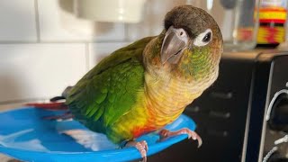 Green Cheeked Conure | Green Cheeked Parakeet Sounds | Conure Dancing by Pet Birds 1,087 views 2 years ago 3 minutes, 7 seconds