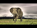 3 HOURS Best Relaxing Music | Wild Africa | Background, Relax, Sleep, Study, Meditation