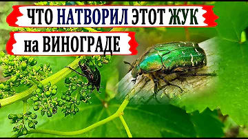 🍇 Осыпалась ЗАВЯЗЬ винограда? Возможно ЭТОТ жук всё СЪЕЛ. Цветоед бронзовка золотистая, ЧТО ДЕЛАТЬ?