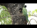 parrot feeding chicks.MP4