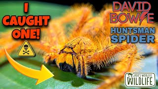 HUGE Huntsman SPIDER and I CAUGHT IT!  Heteropoda davidbowie!