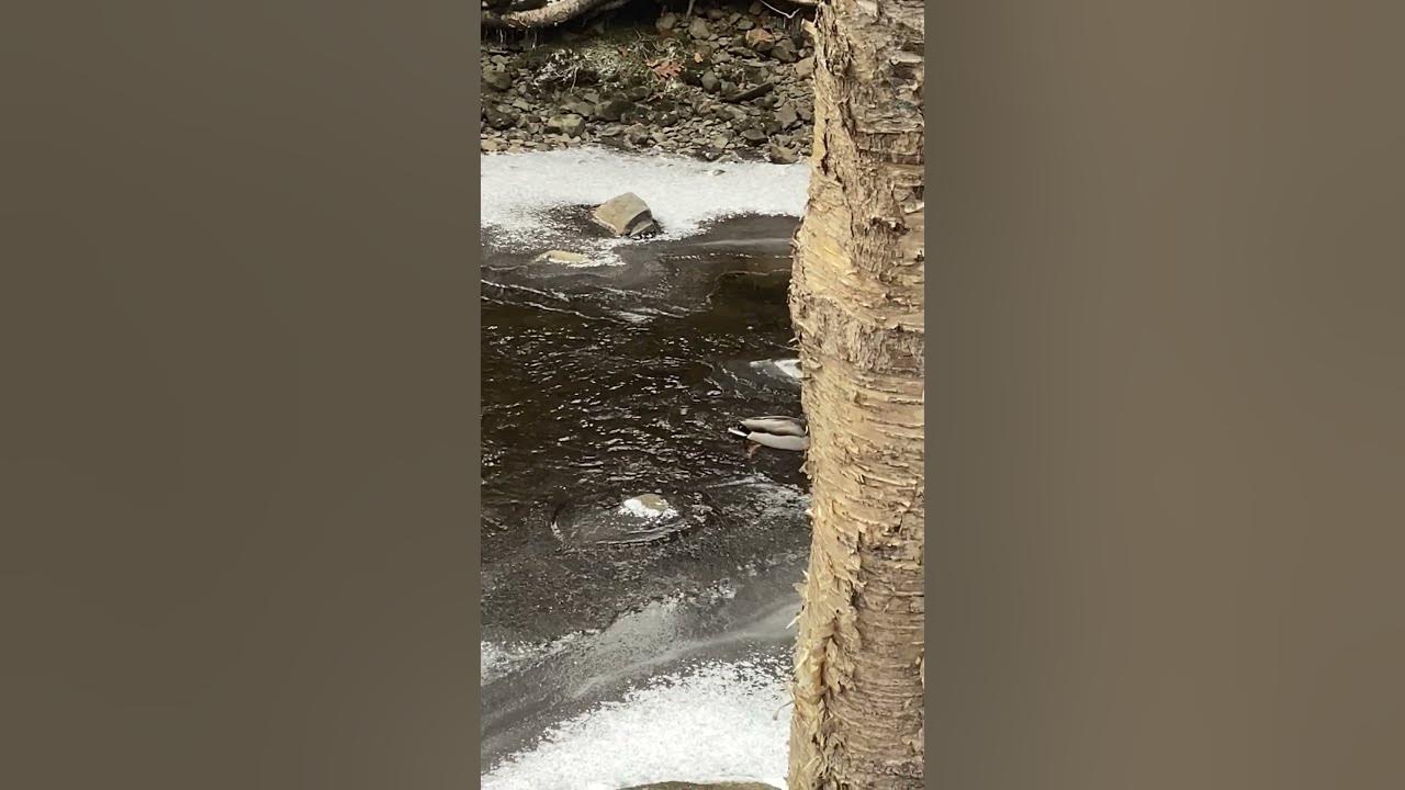 Disappearing ducks birds bird YouTube