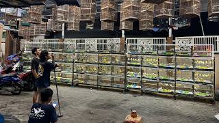 HARGA KENARI TERBARU TURUN 80 RIBU !!! KENARI BAHAN DAN KENARI GACORAN
