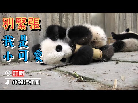 《熊貓早晚安》可愛的熊貓寶寶竟嚇得攝影師連連後退？ | iPanda熊貓頻道