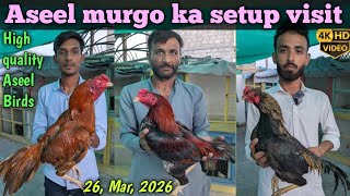 Aseel Murga | Barmi &amp; Thai Aseel Murghon Ka Zabardast Setup Beautiful Aseel Roosters Setup Tour 