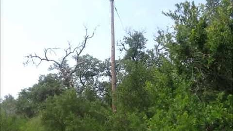 Mockingbirds Fiercely Defending Their Nest