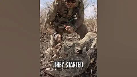 The Heartbreaking Reality of Rhino Poaching