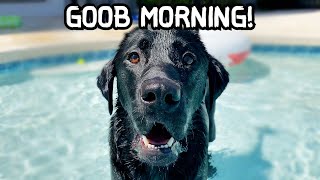 MY LABRADOR'S WEEKEND MORNING ROUTINE!! by Runner The Labrador 31,174 views 2 years ago 5 minutes, 1 second