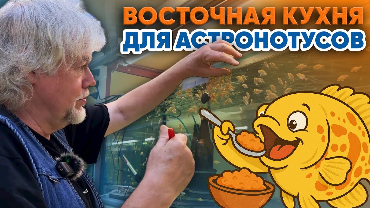 Аквариумные истории из ЭКЗОМЕНЮ (31.10.2025). Восточная кухня для астронотусов.
