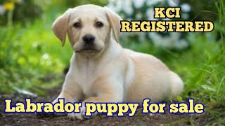 kci registered labrador puppies
