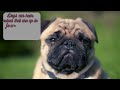 Fun Dog Facts!