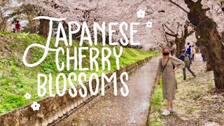 HIROSAKI CHERRY BLOSSOM FESTIVAL | AOMORI, JAPAN!