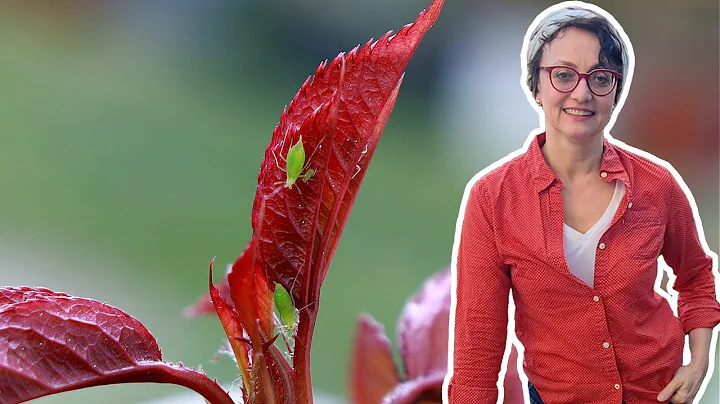 Gardening Hacks and Troubleshooting with Carmen De...