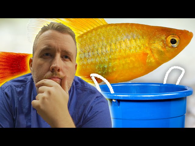 Can You Breed Fish in a Bucket?  Beginner's Guide to Mini Fish Ponds (Part  2) 