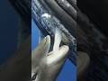 🤯 समुद्र के अंदर Whale कैसे पिलाती है दूध? 🐳|🤔🤔The Secret to How Whales Feed Milk!