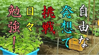 型にはまったきゅうり栽培！／Cucumber cultivation was addicted fo form !／きゅうり農家／きゅうり栽培／愉快なshata農園