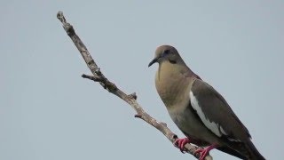 White-Winged Dove Coo