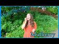 Mulberry ~ HomeSkoolie&#39;s Roadside Remedies with Stephanie Mathews