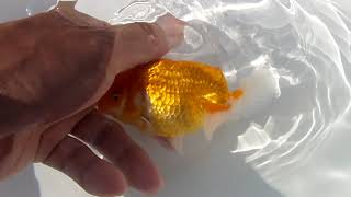DSCF6972