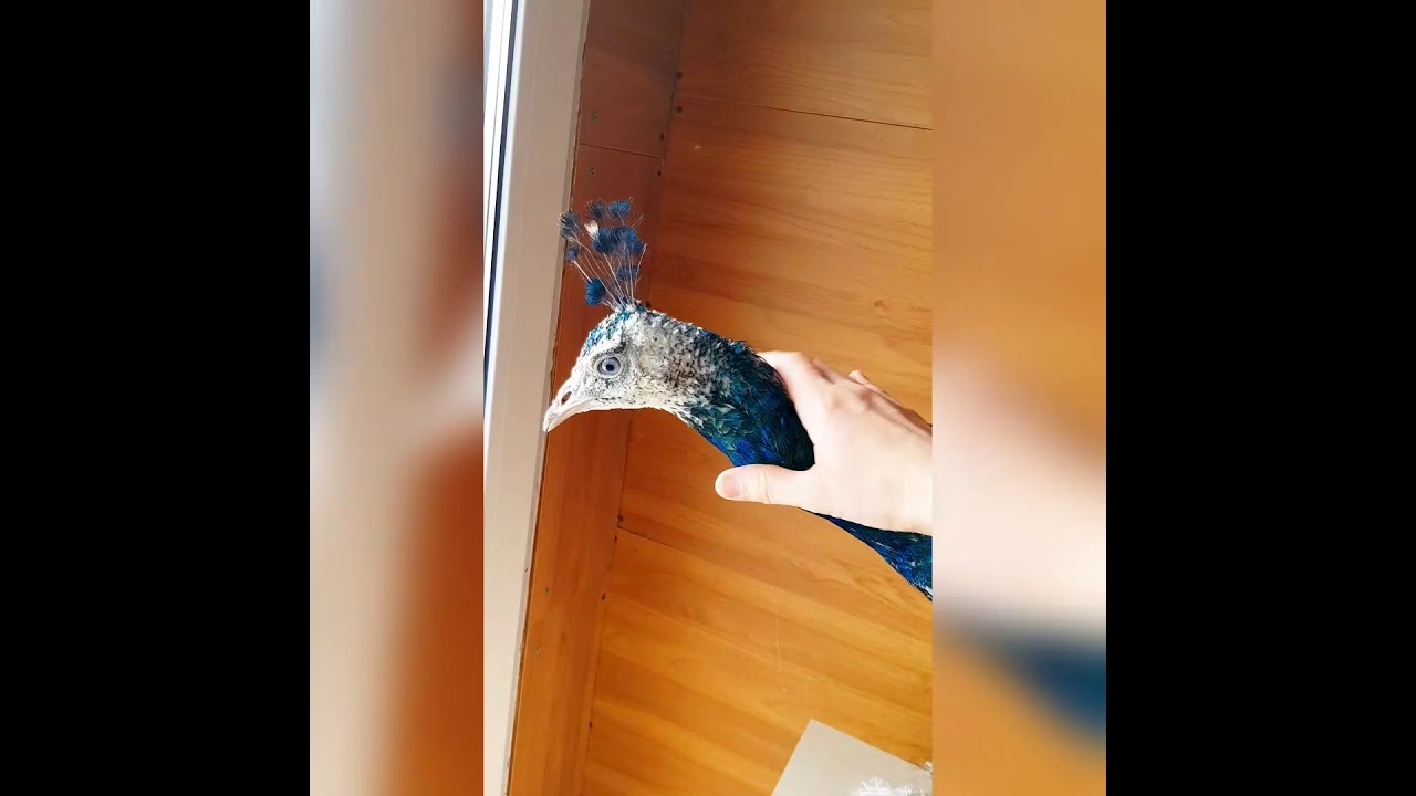 Черноплечий павлин разговаривает