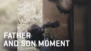Baby Gorilla and Dad Bond Behind the Scenes