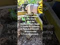 Plants to grow in September