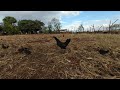 Pollos en realidad virtual | Episodio #5