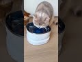 🐟魚に釣られてゴクゴク飲む!?猫が夢中になる給水器発見😻💧 #猫用品 #ペット用品