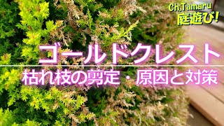 ゴールドクレストの剪定 枯れ枝の剪定 除去 枯れ の原因と対策を考える 気温と湿度と 風 の関係 Youtube
