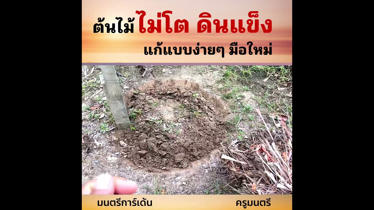 ต้นไม้ไม่โตดินแข็ง