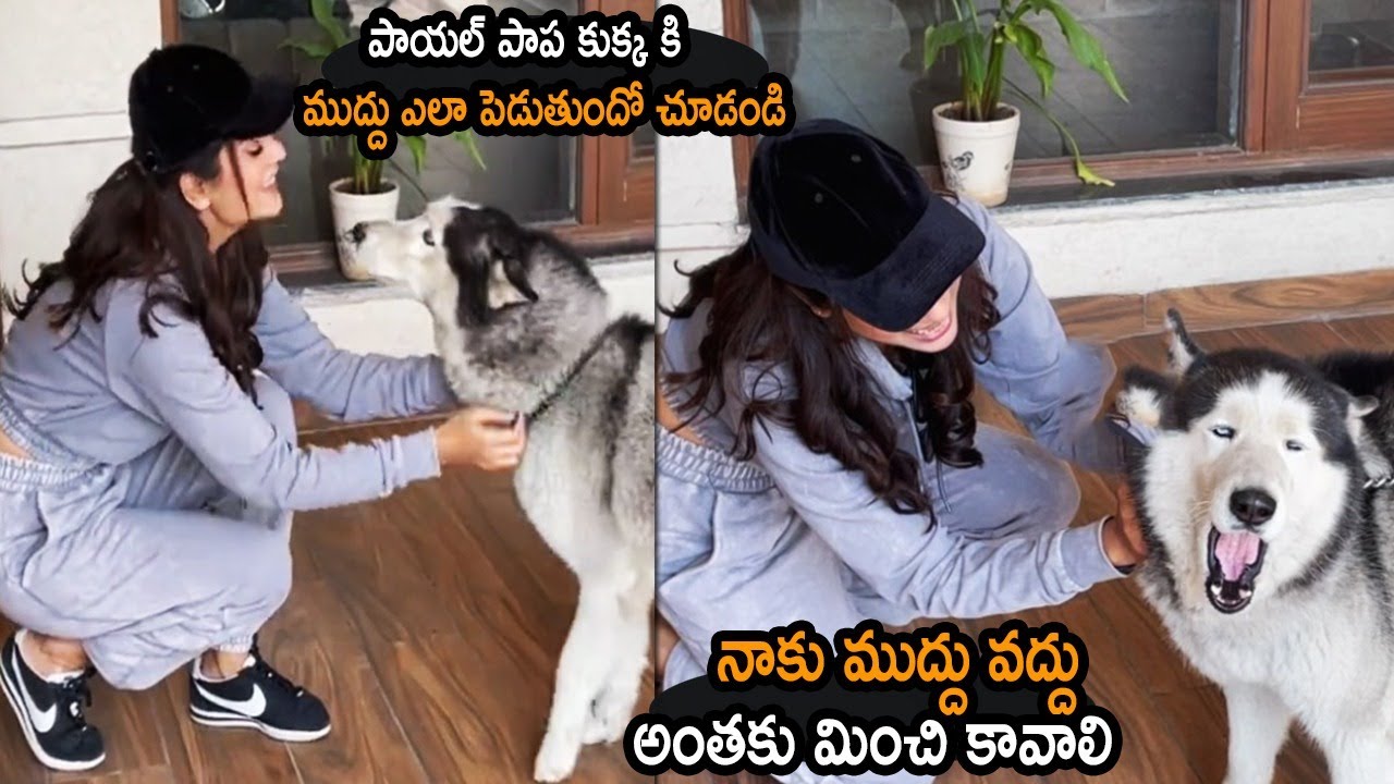 CUTE VIDEO : Actress Payal Rajput Playing With Her Dog | APTS Buzz