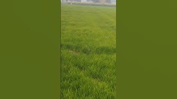 #my_first_vlog #myfirstvlog #vlog #firstvlog #short #myfirstblog #viralshort #dilkhush_vlog #farming