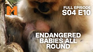 New Parents | Season 4 Episode 10 | Full Episode | Monkey Life