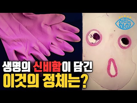 <strong>마미손</strong> 같이 생긴 &amp;#39;이것&amp;#39;! 🧤 [#X파일] / YTN 사이언스