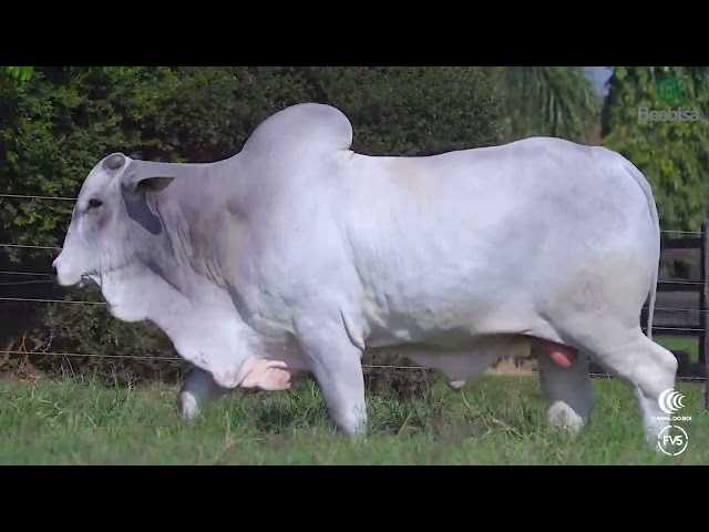 Lote 15   Leilão Genética Top Beabisa