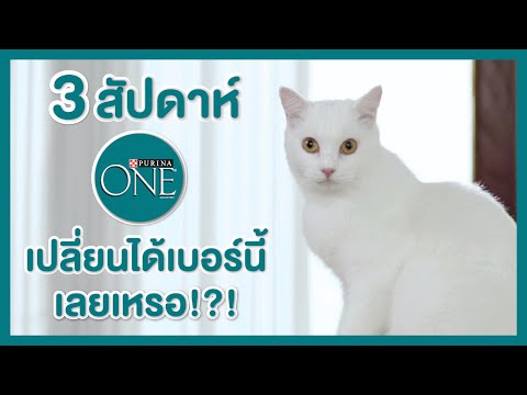 พิสูจน์ Purina ONE 3 สัปดาห์สุขภาพดีขึ้นชัดเจน!