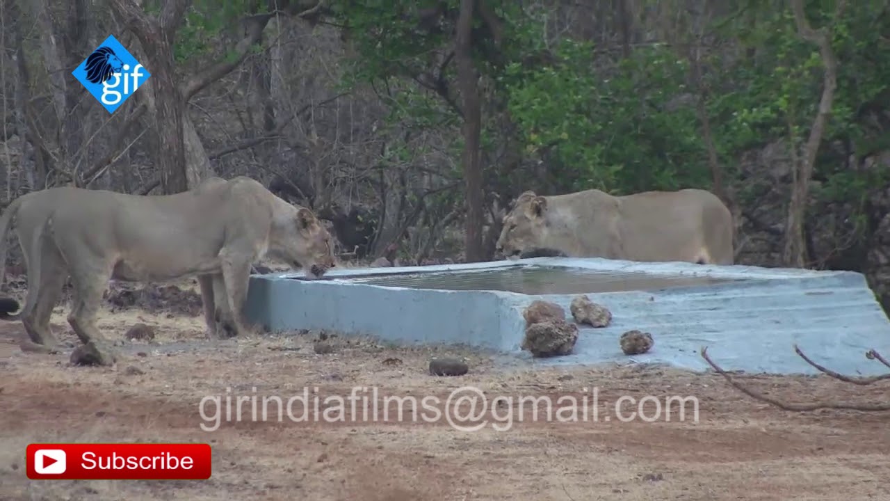 सूखे के समय बब्बर शेरों के लिए पानी की व्यवस्था Water system for Asiatic Lions during drought in Gir