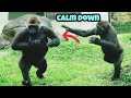 Tayari slips mid chest-beat — Jabali says “calm down, mom😅🤣塔莉拍胸滑倒，呷百二叫媽媽冷靜