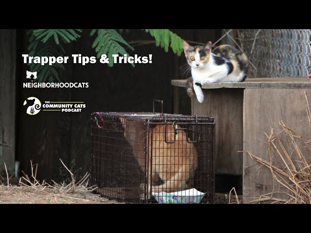 Feral Cat Trapping Tips
