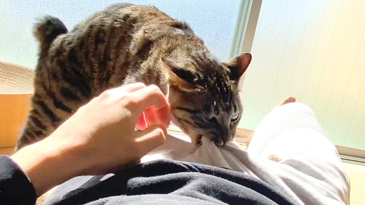 A neutered male cat bites off his owner's crotch and