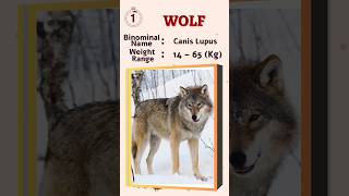 Largest Wild Canids In The World - Top 10