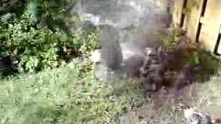 Boston Terrier Jackie Loves It When I Water The Plants