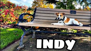 Indy 7 Month Rat Terrier Best Trained Dogs Of Or Portland Offleash K9 Training