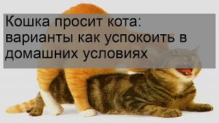 Кошка просит кота: варианты как успокоить в домашних условиях