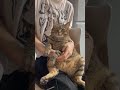 Грустно, очень 🫣#cat #catshorts #кот