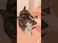 猫カフェにおける作法　#vrchat #shorts