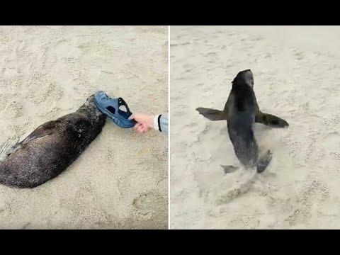 Unruly Chinese tourist beats a sleeping baby seal with a slipper 'to wake up the animal'